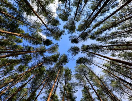 What can pine trees teach us?