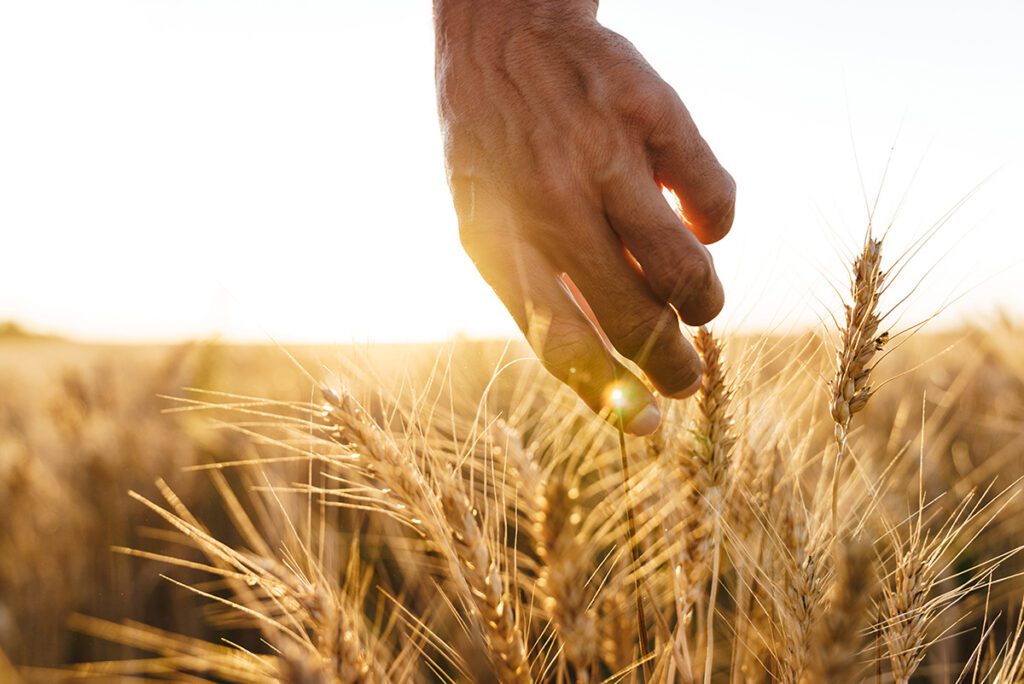 Man examining harvest at cereal
