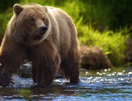 If You’re Gonna to be a Bear – Be a GRIZZLY!